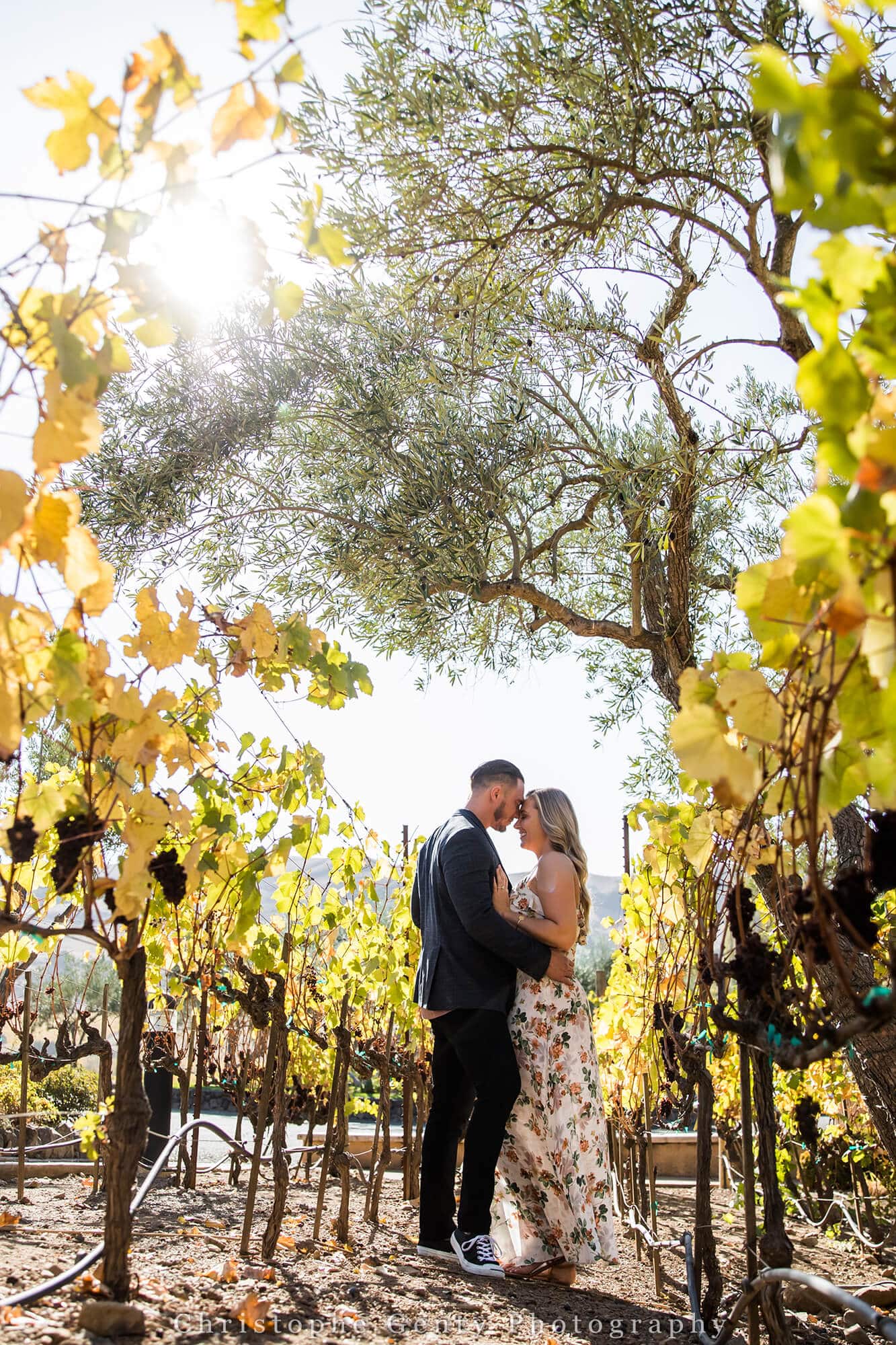 Newly engaged couple stands among vines at Viansa Winery.